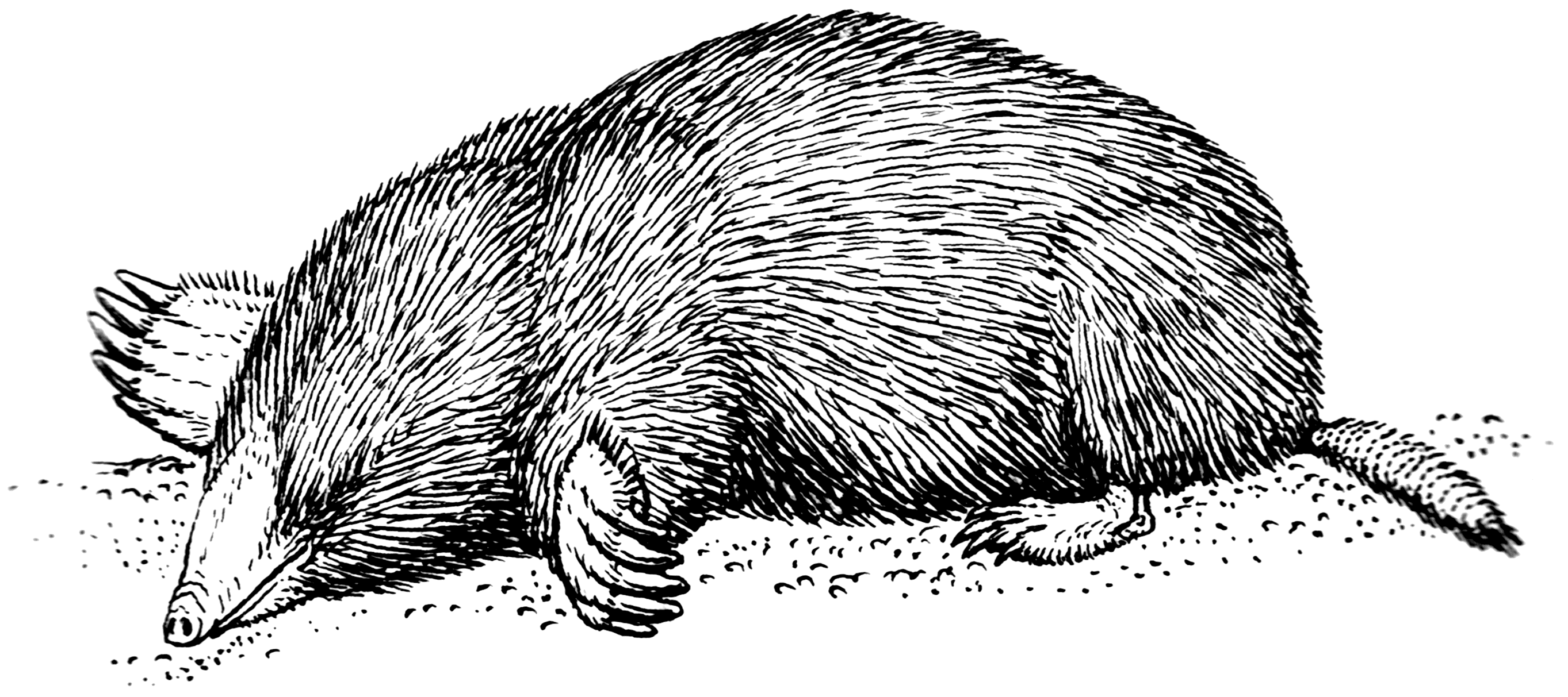 Mole